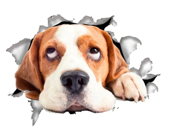 Samenwerking Spijsverteringsorgaan bundel 3D Muursticker Hond - Stickers - Hamico